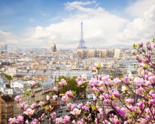 Paris Sakura Location for Instagram wallpaper 220x176
