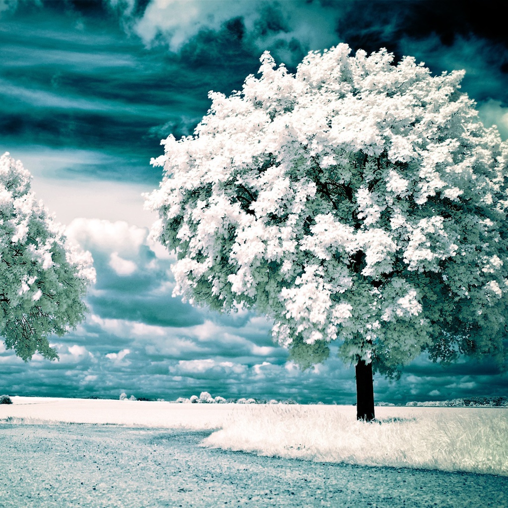 Infrared Trees wallpaper 1024x1024