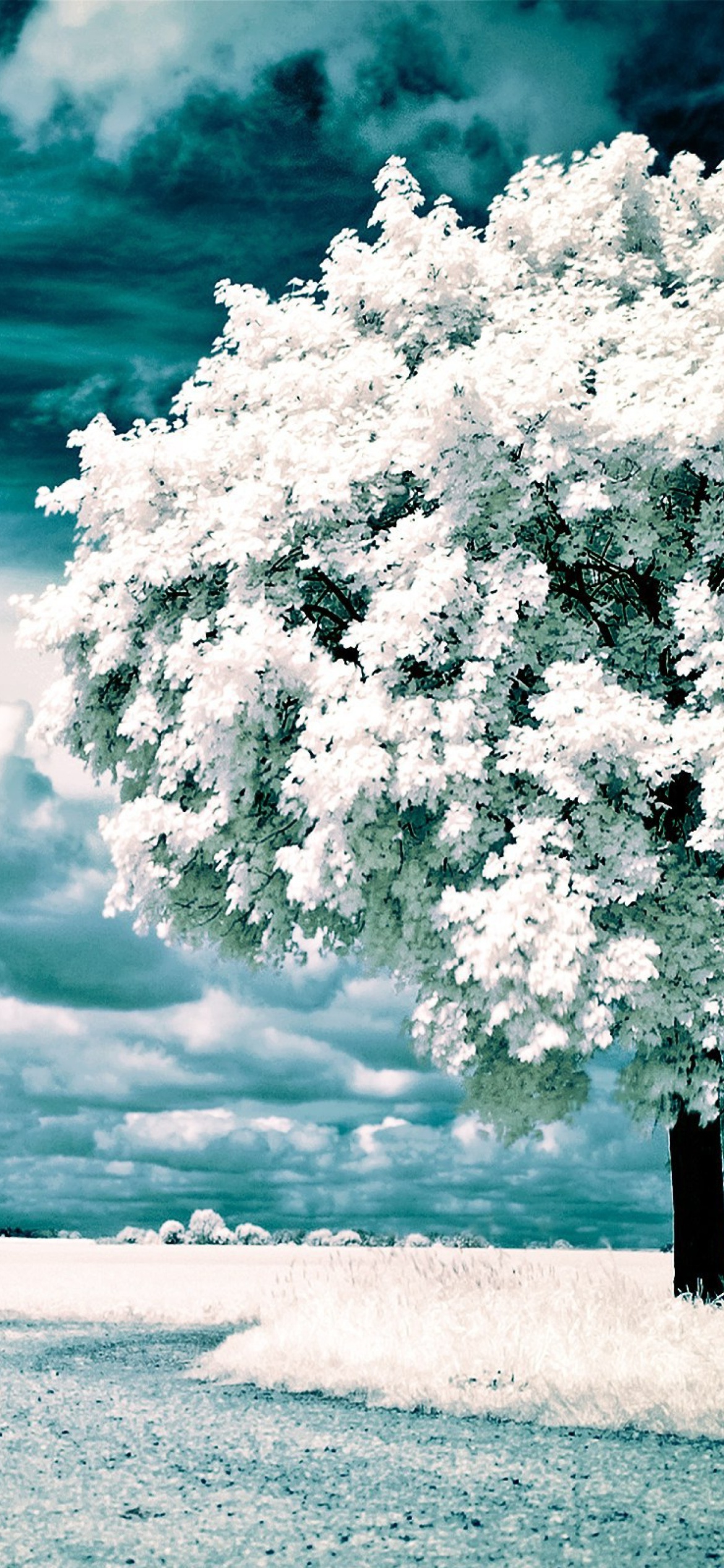 Infrared Trees wallpaper 1170x2532