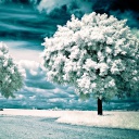 Infrared Trees wallpaper 128x128