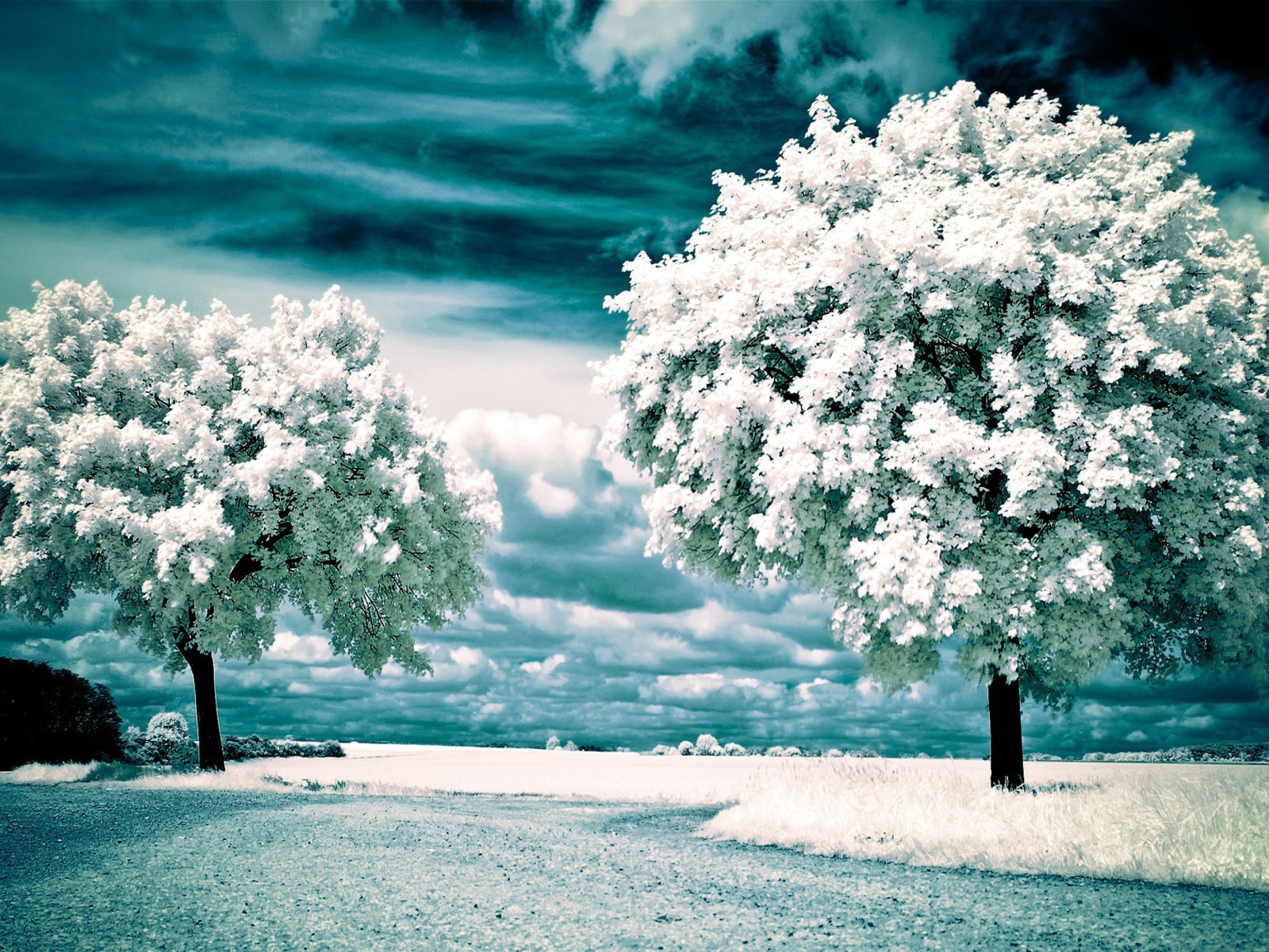 Infrared Trees wallpaper 1600x1200