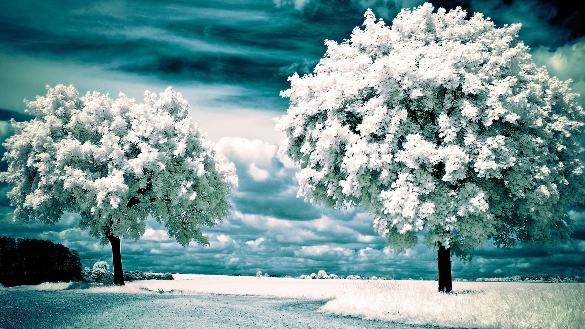 Infrared Trees wallpaper 1920x1080