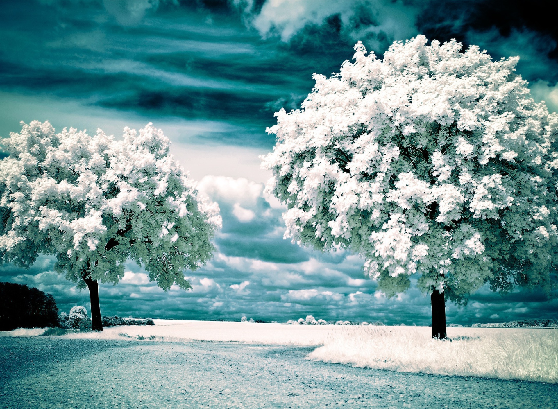 Sfondi Infrared Trees 1920x1408