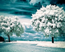 Infrared Trees wallpaper 220x176