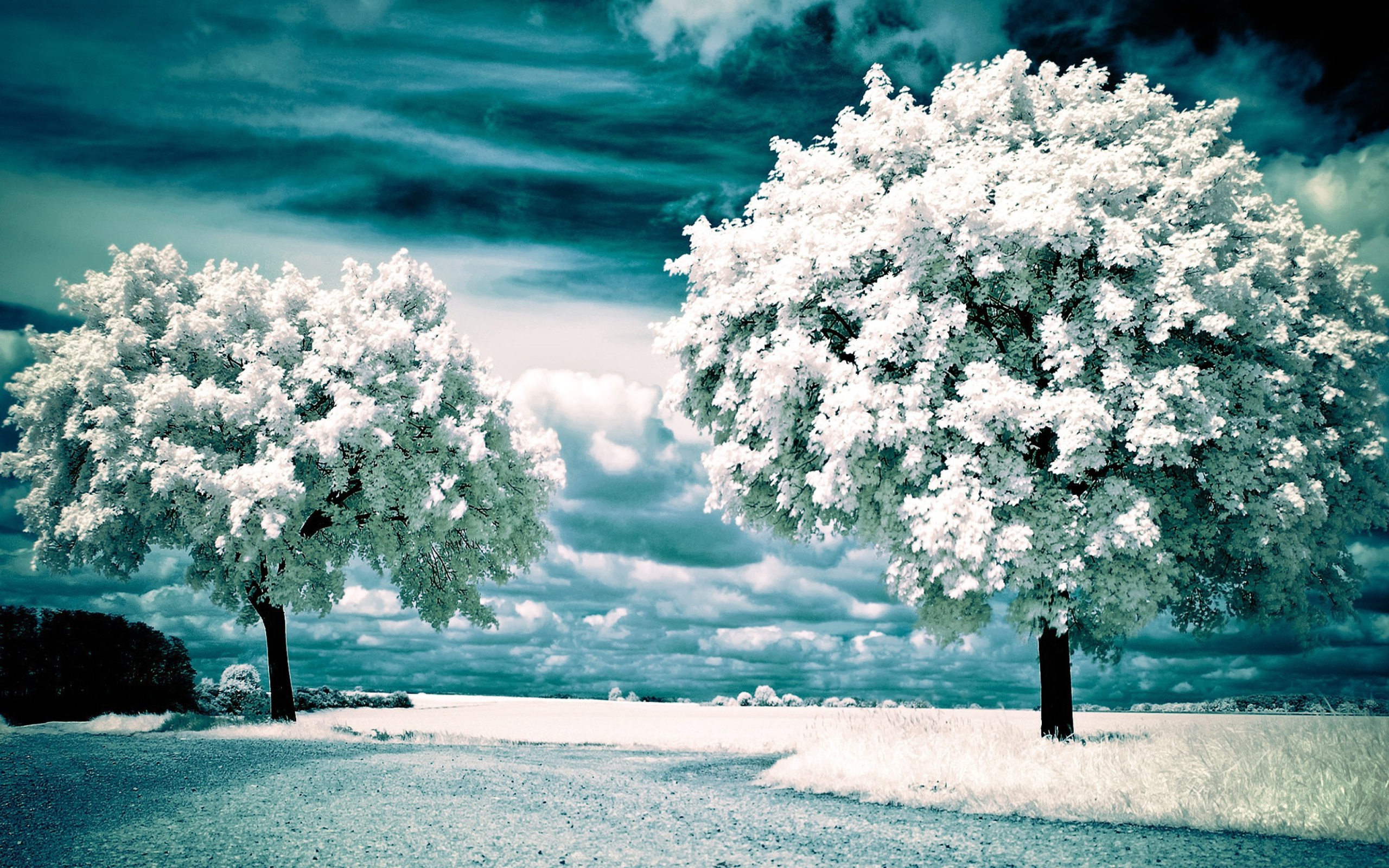 Screenshot №1 pro téma Infrared Trees 2560x1600