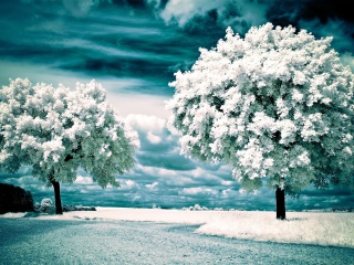 Infrared Trees wallpaper 320x240