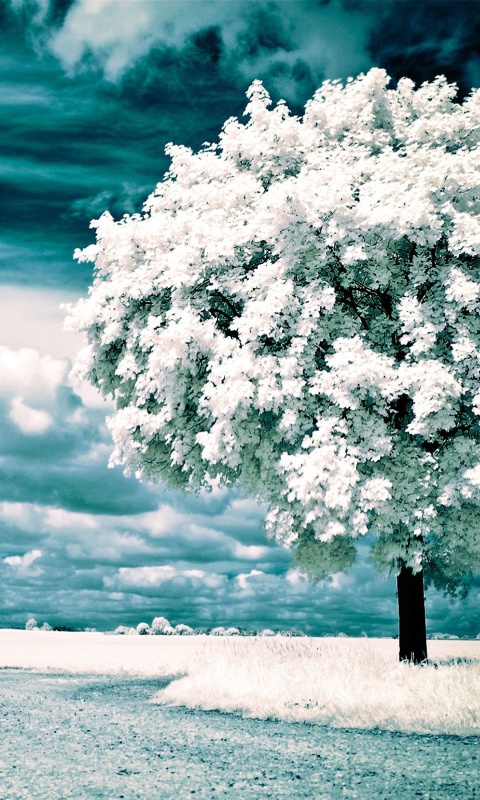 Infrared Trees wallpaper 480x800