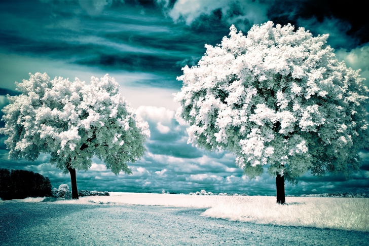 Screenshot №1 pro téma Infrared Trees