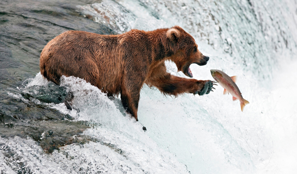 Screenshot №1 pro téma Big Brown Bear Catching Fish 1024x600