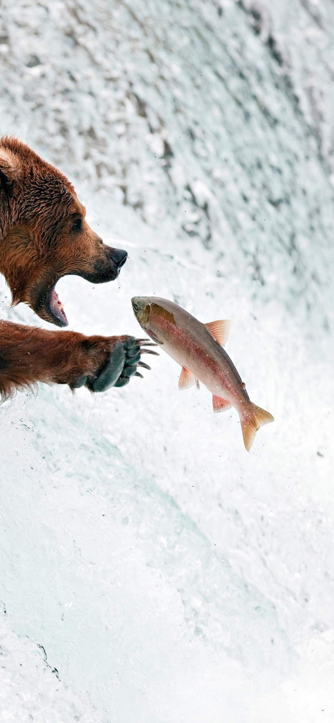 Screenshot №1 pro téma Big Brown Bear Catching Fish 1170x2532