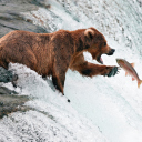 Обои Big Brown Bear Catching Fish 128x128