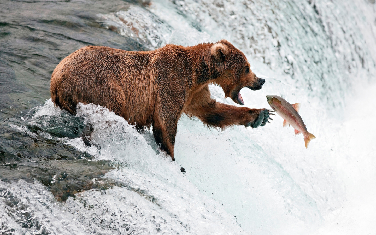 Обои Big Brown Bear Catching Fish 1440x900