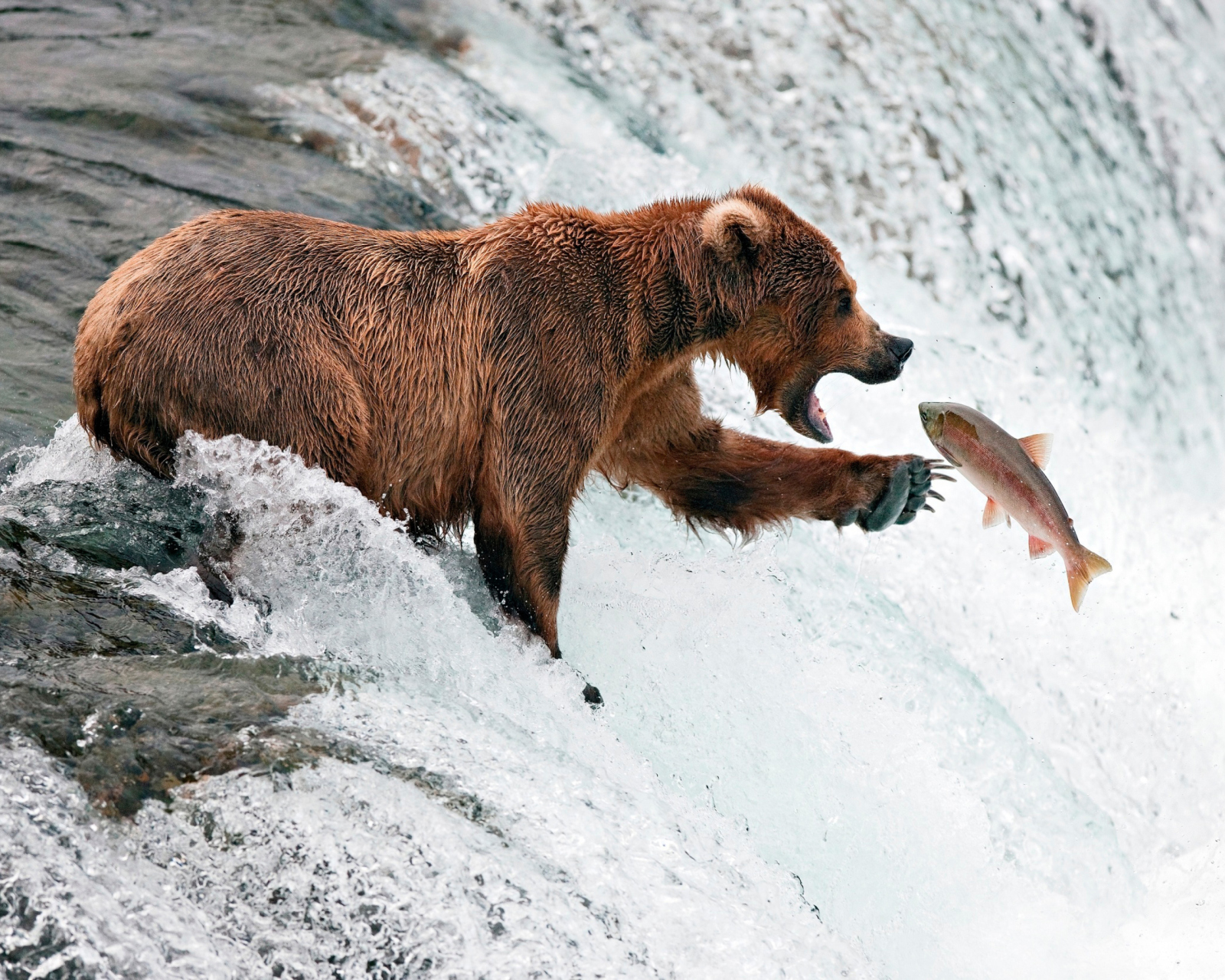 Das Big Brown Bear Catching Fish Wallpaper 1600x1280