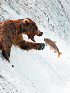 Обои Big Brown Bear Catching Fish 240x320