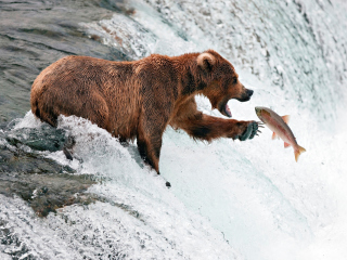 Обои Big Brown Bear Catching Fish 320x240