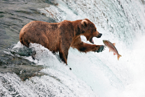 Обои Big Brown Bear Catching Fish 480x320