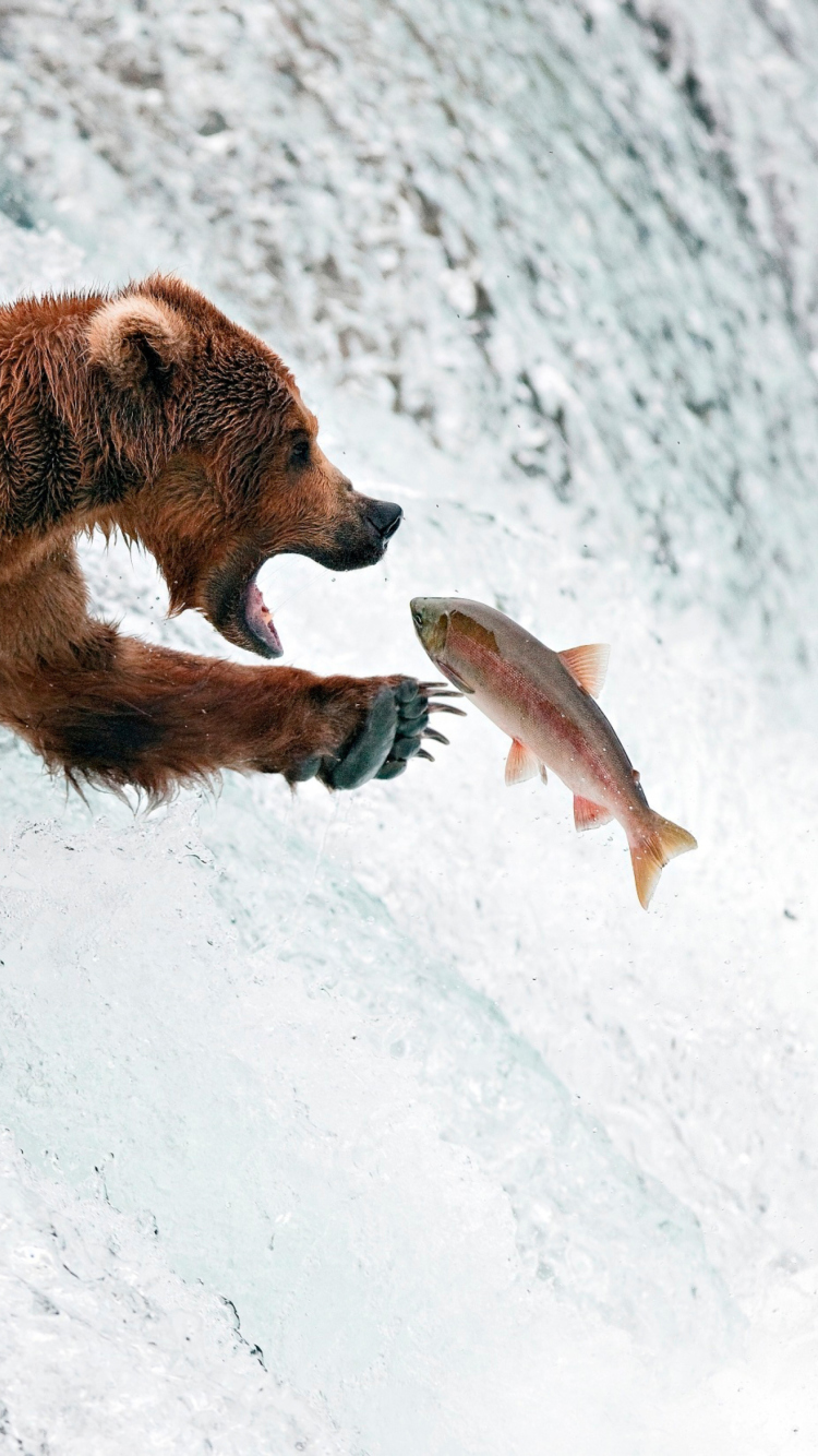 Das Big Brown Bear Catching Fish Wallpaper 750x1334