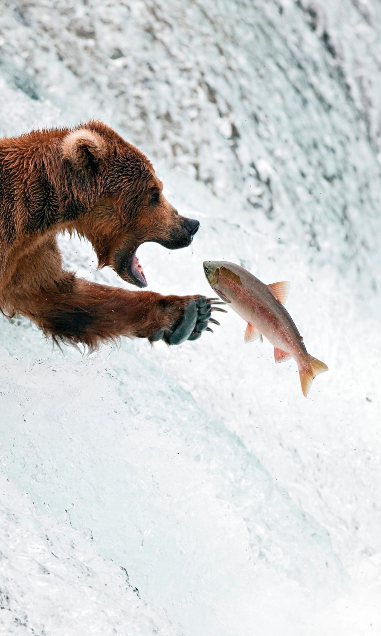 Big Brown Bear Catching Fish wallpaper 768x1280