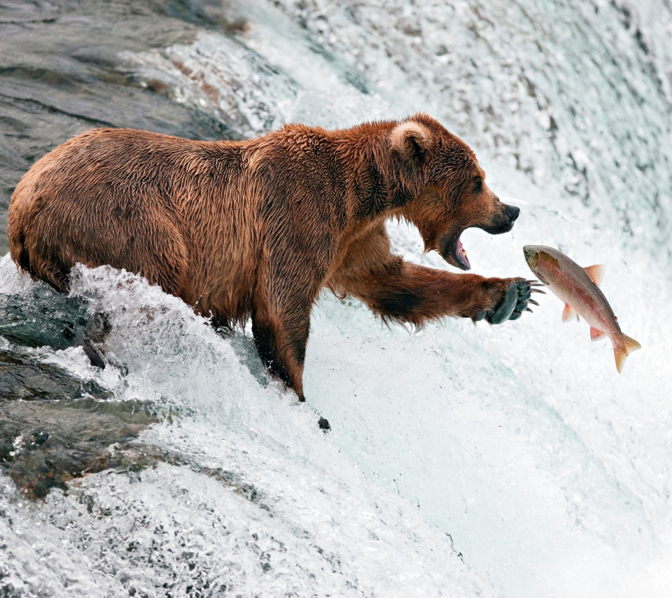 Обои Big Brown Bear Catching Fish 960x854