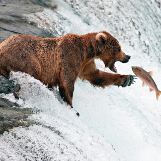 Big Brown Bear Catching Fish - Obrázkek zdarma pro 208x208
