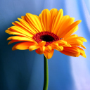 Fondo de pantalla Orange Gerbera Daisy 128x128