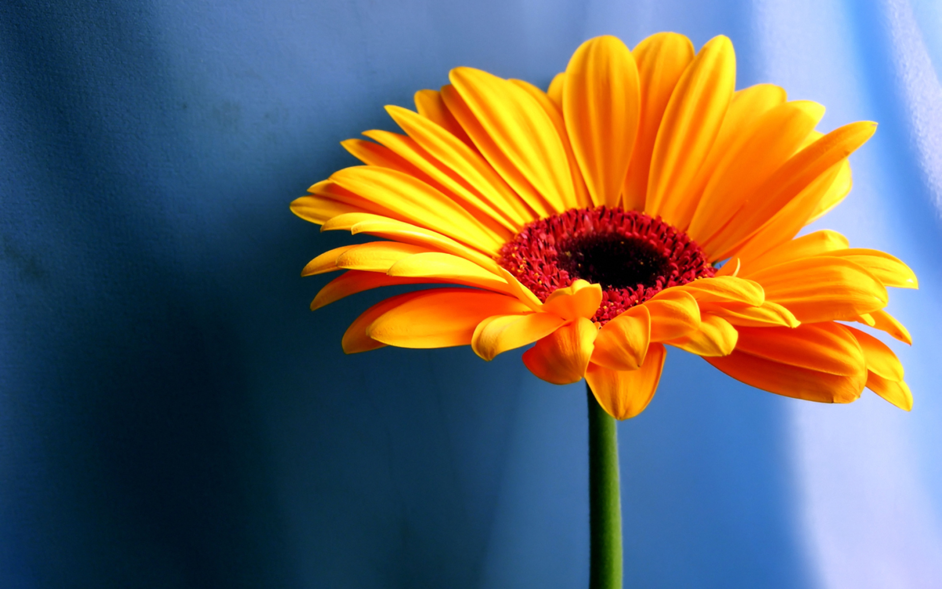 Обои Orange Gerbera Daisy 1920x1200