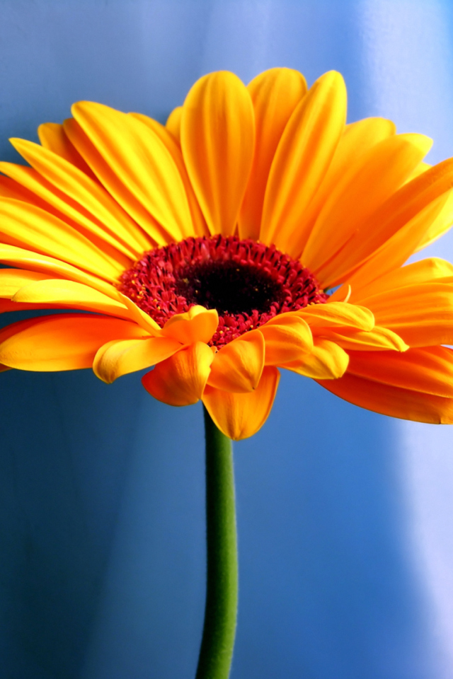 Orange Gerbera Daisy wallpaper 640x960