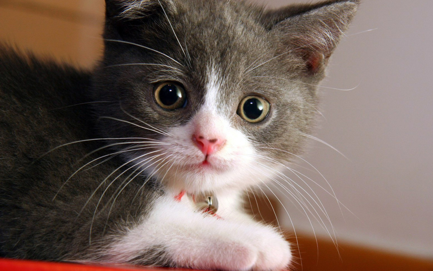 Sfondi Sweet Kitten 1440x900