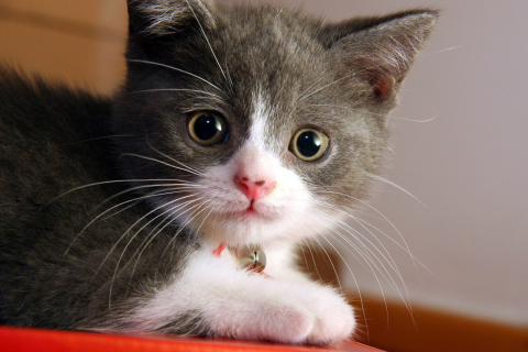 Sweet Kitten wallpaper 480x320