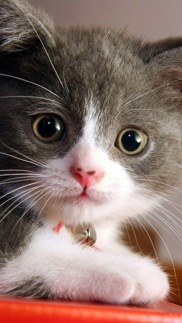 Das Sweet Kitten Wallpaper 640x1136