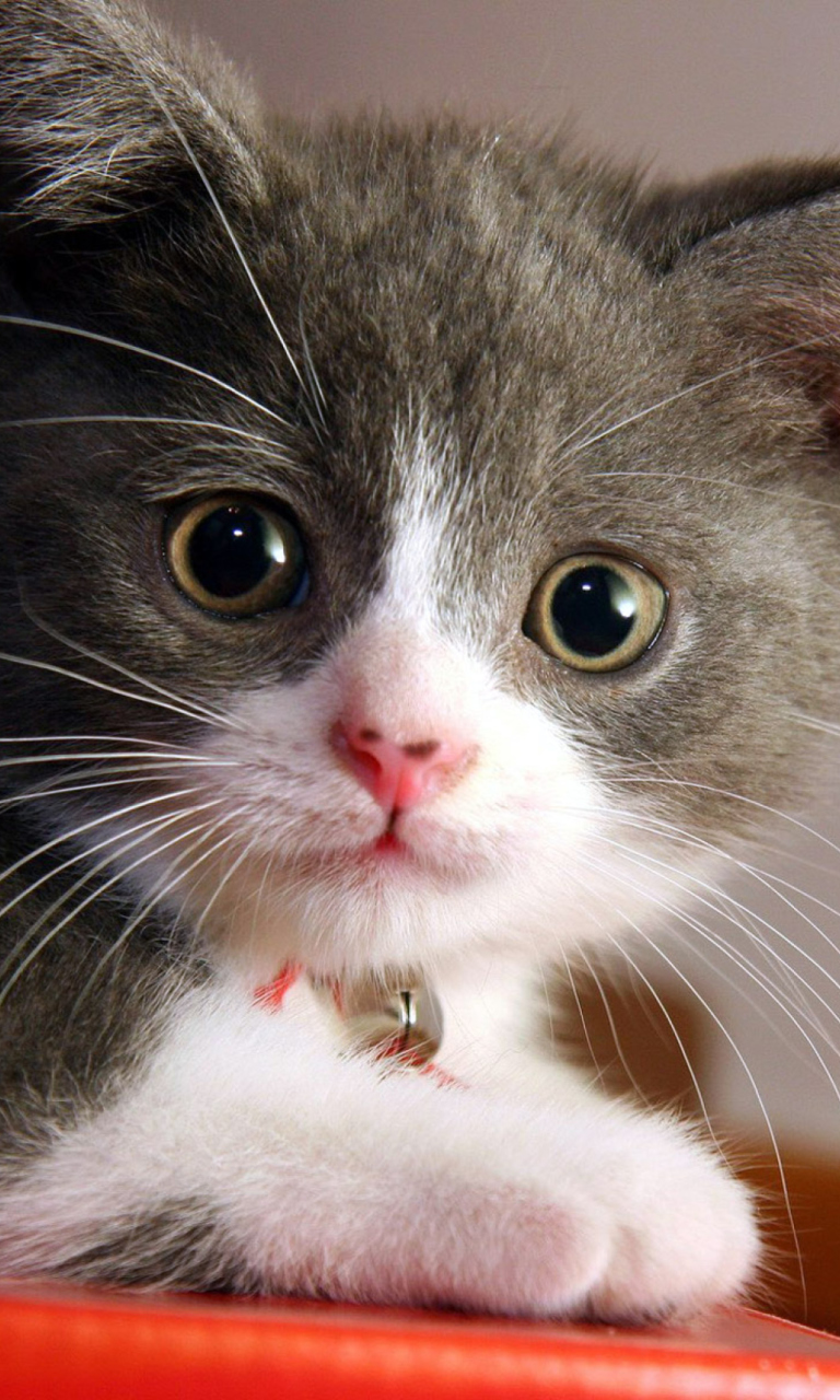 Das Sweet Kitten Wallpaper 768x1280