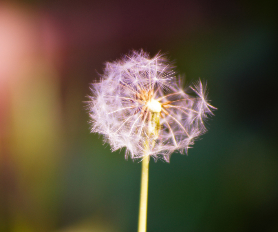 Dandelion wallpaper 960x800