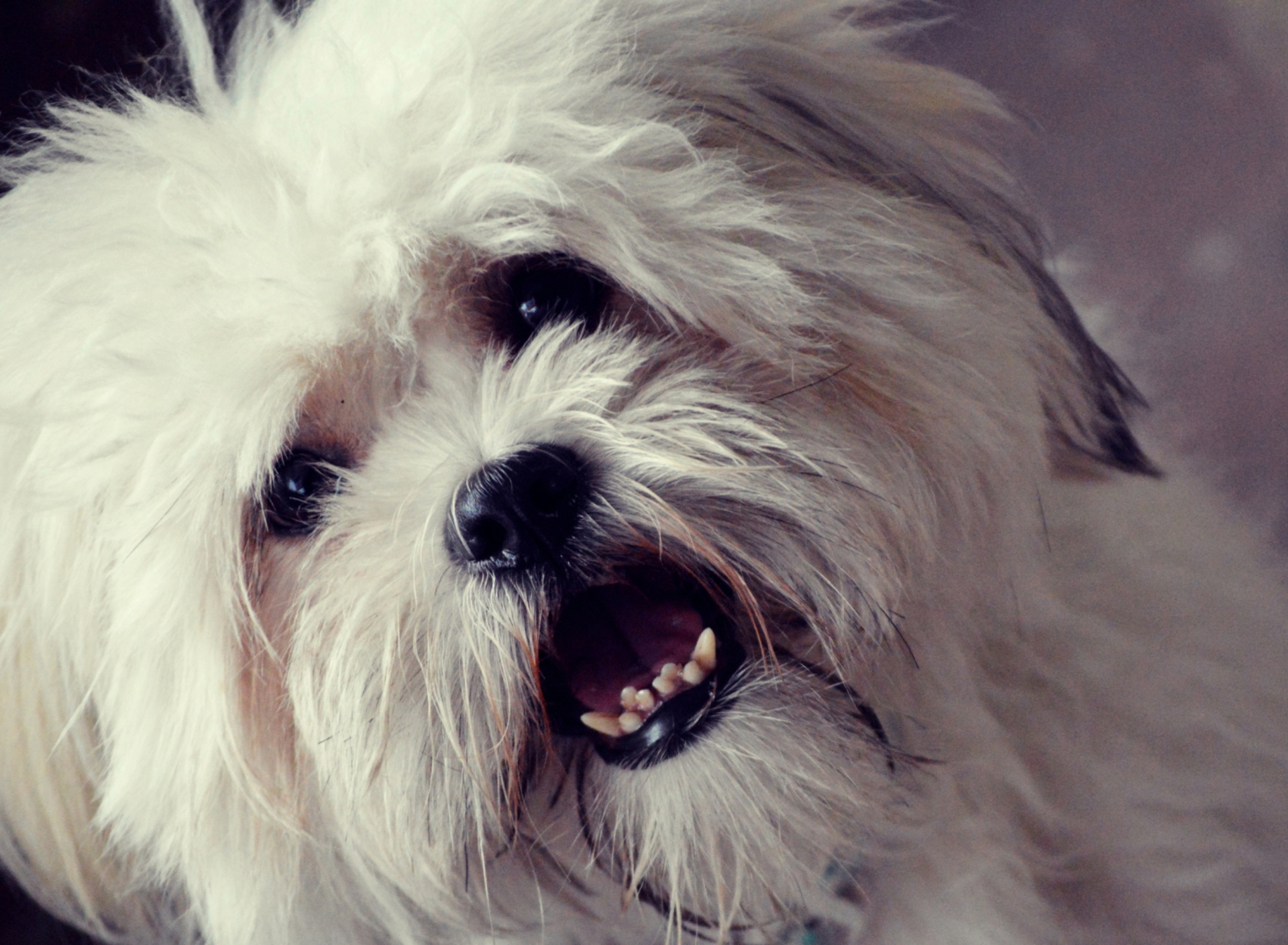 Screenshot №1 pro téma White Fluffy Doggy 1920x1408