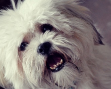 White Fluffy Doggy wallpaper 220x176