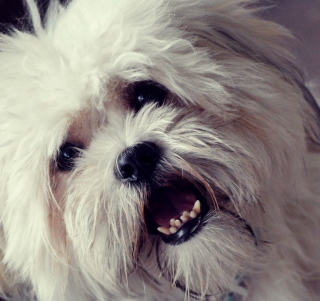 White Fluffy Doggy - Fondos de pantalla gratis para iPad 2