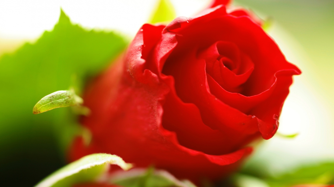 Beautiful Rose wallpaper 1280x720