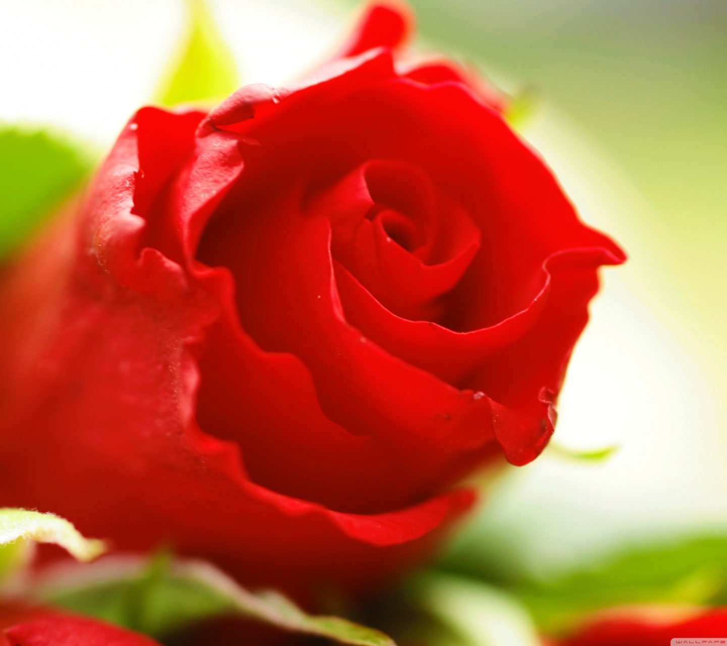 Das Beautiful Rose Wallpaper 1440x1280