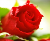 Fondo de pantalla Beautiful Rose 176x144