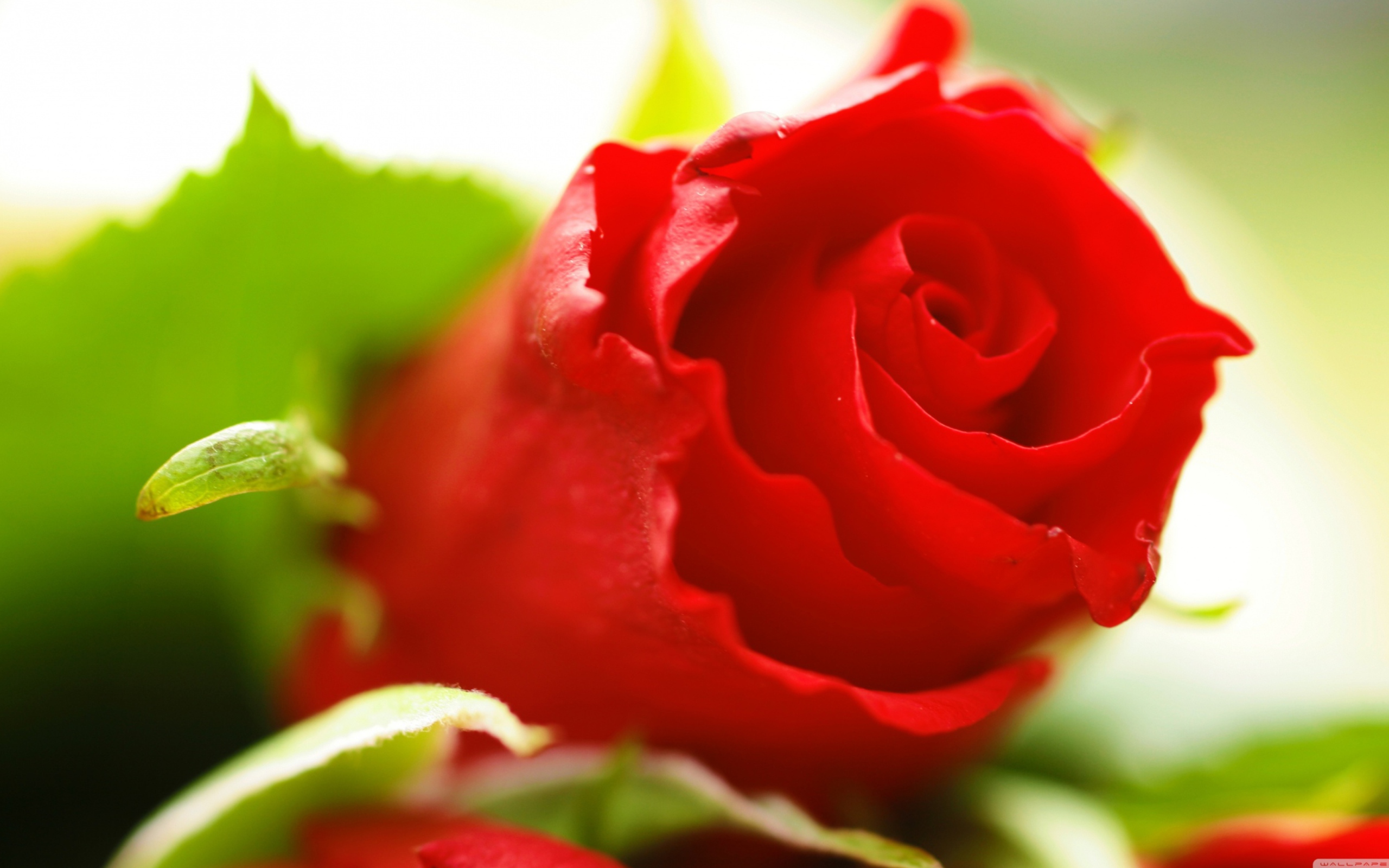 Beautiful Rose wallpaper 2560x1600