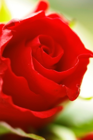 Sfondi Beautiful Rose 320x480