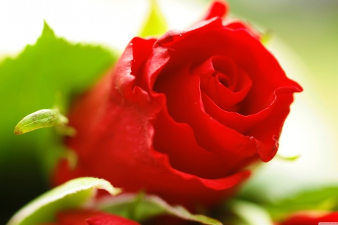 Sfondi Beautiful Rose 480x320