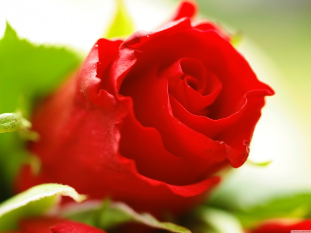 Beautiful Rose screenshot #1 640x480
