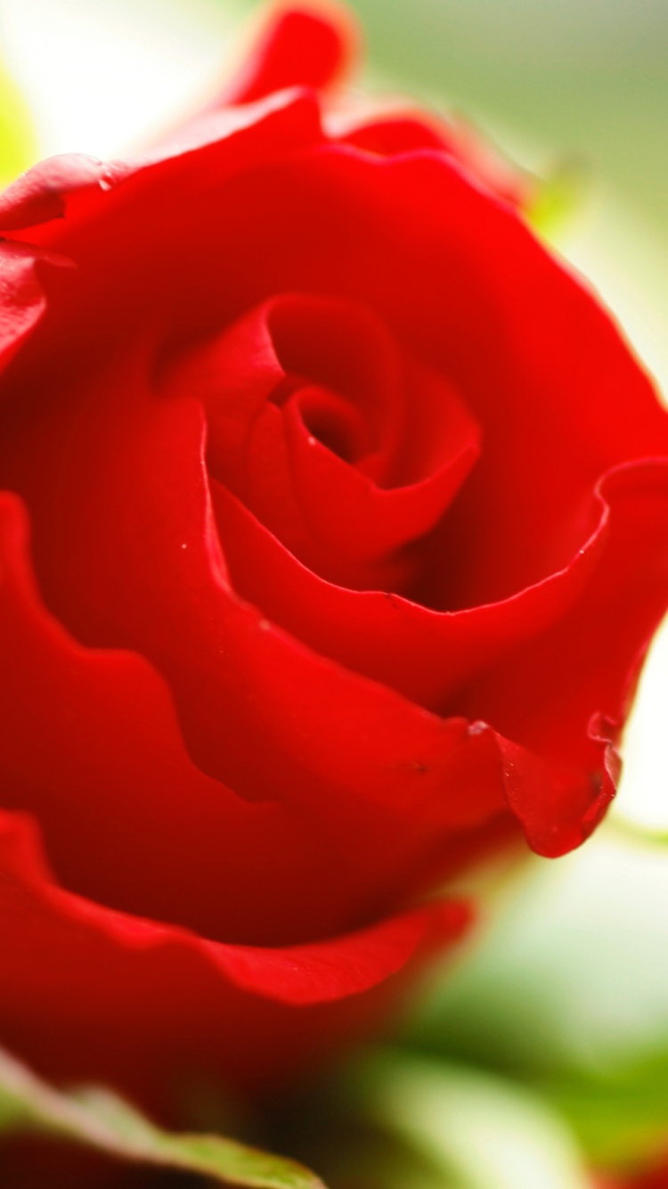 Sfondi Beautiful Rose 750x1334