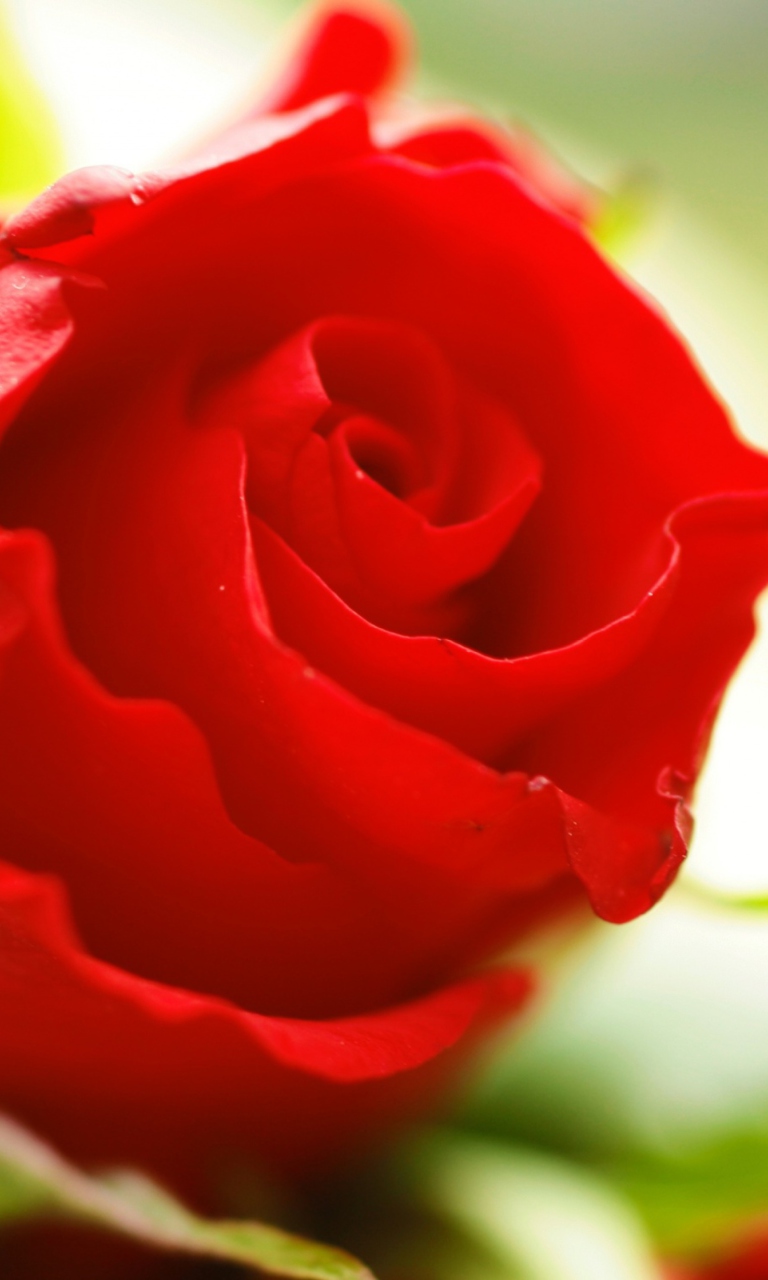 Обои Beautiful Rose 768x1280