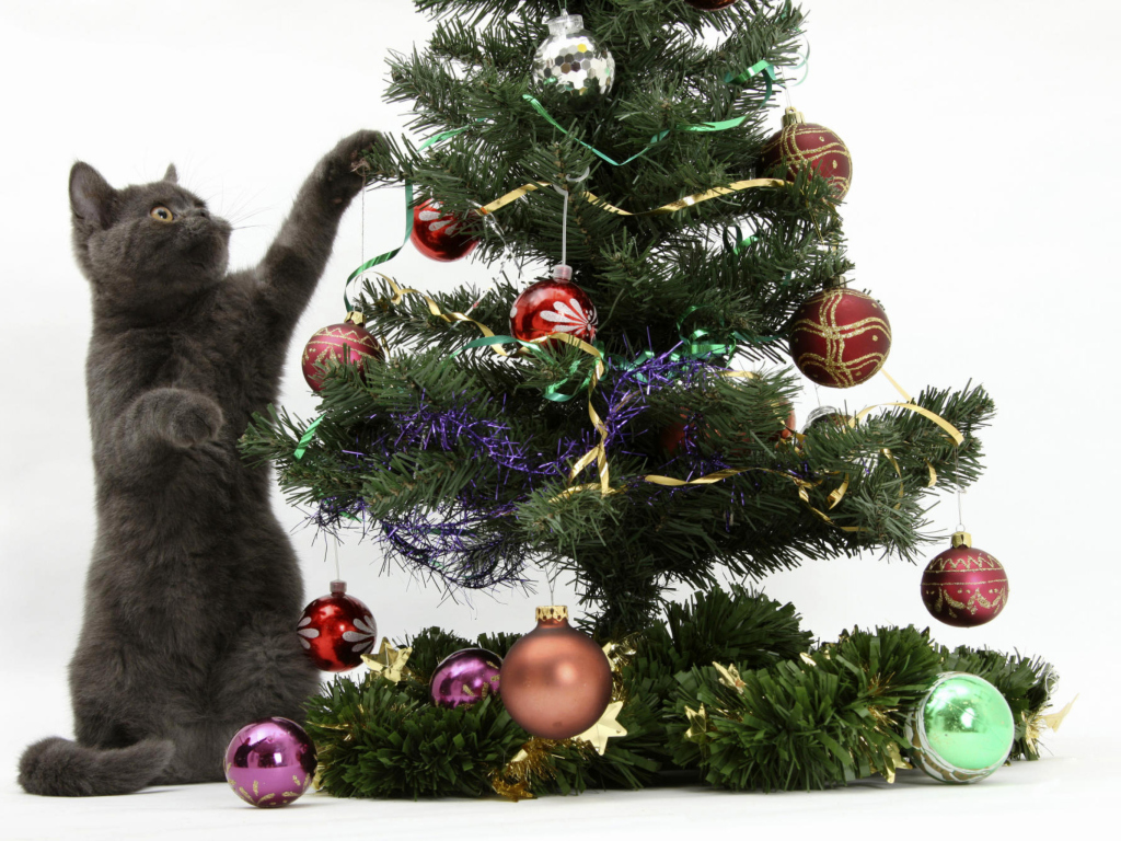 Christmas Cat wallpaper 1024x768