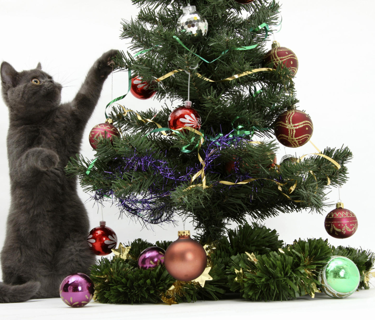 Fondo de pantalla Christmas Cat 1200x1024