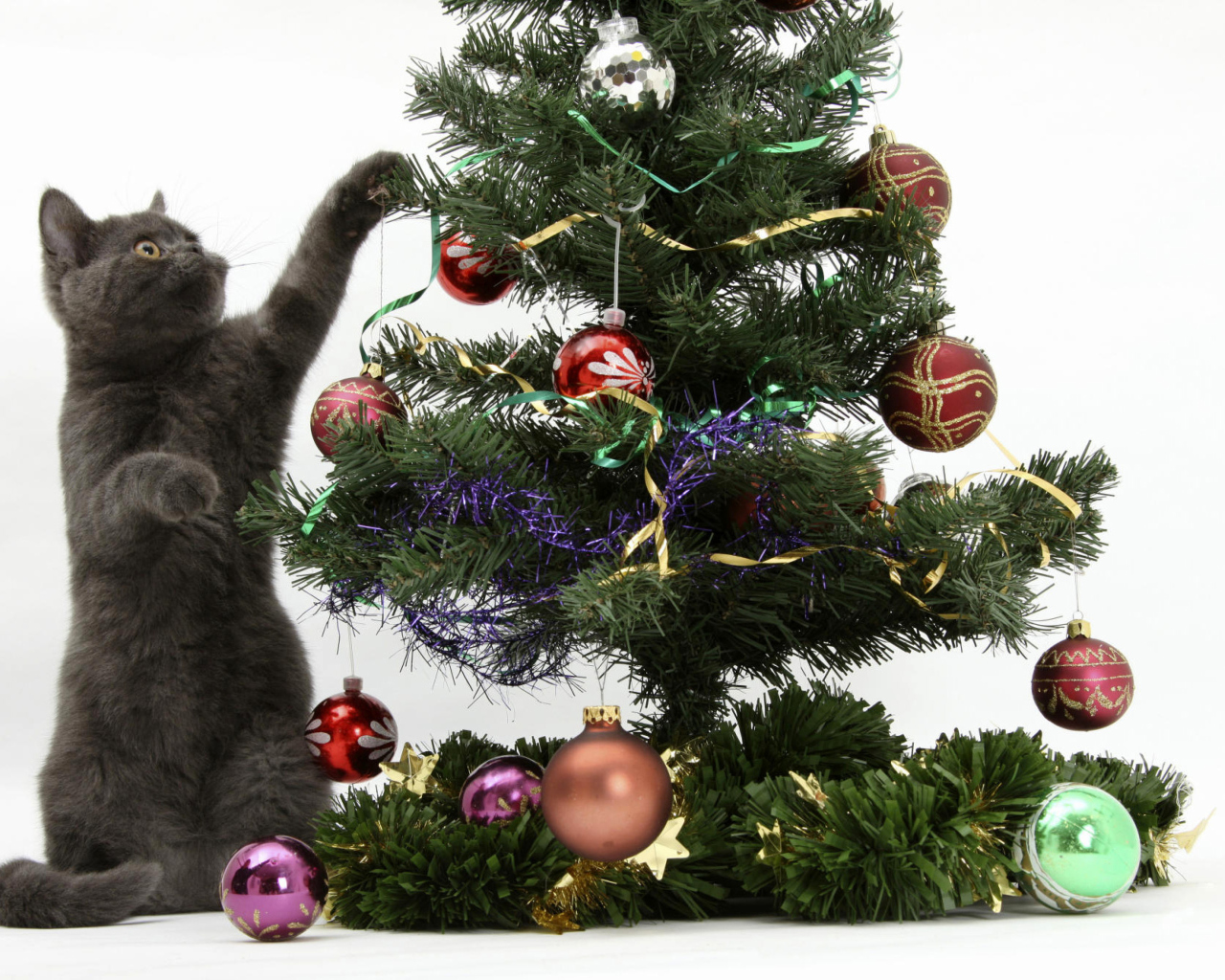 Das Christmas Cat Wallpaper 1280x1024