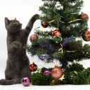 Fondo de pantalla Christmas Cat 128x128