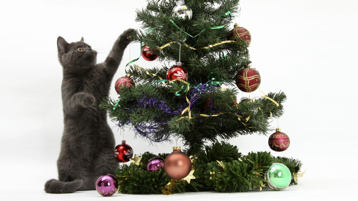 Christmas Cat screenshot #1 1366x768