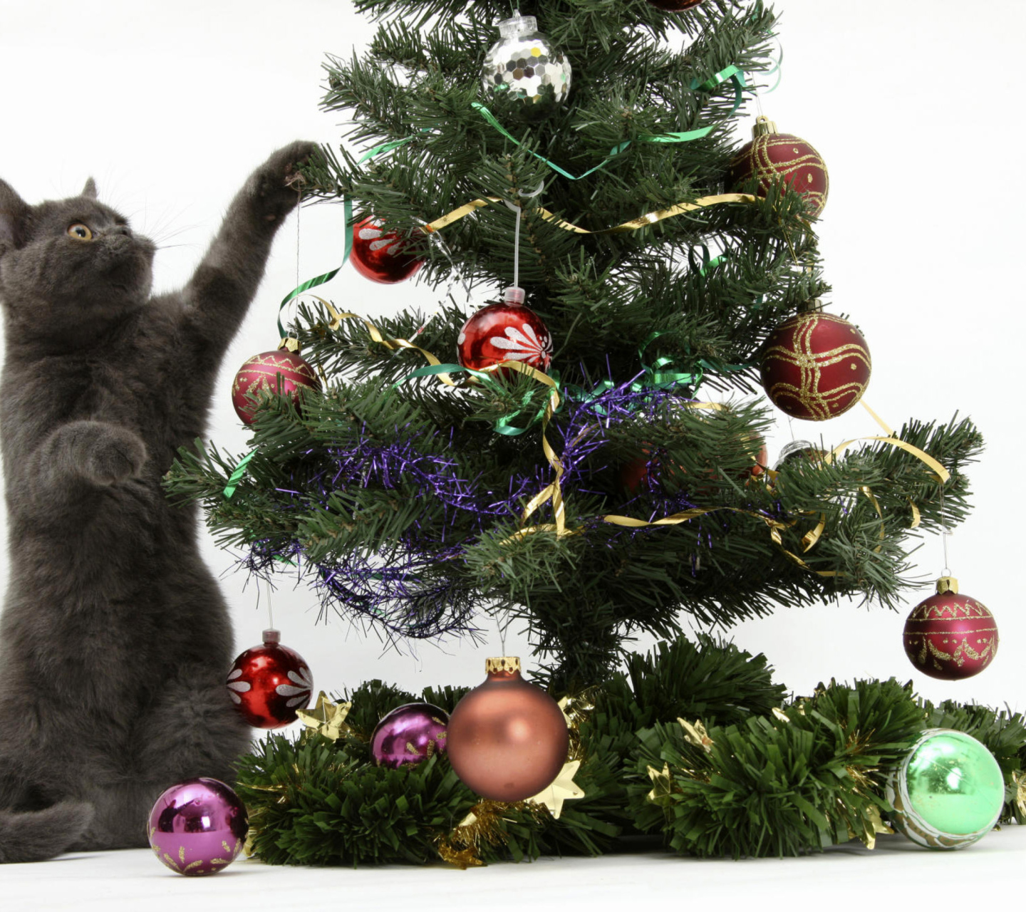 Das Christmas Cat Wallpaper 1440x1280